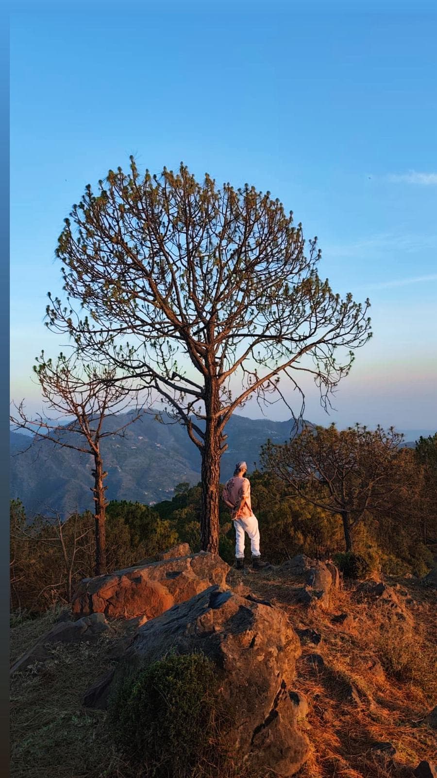 Pine Forest Trekking 