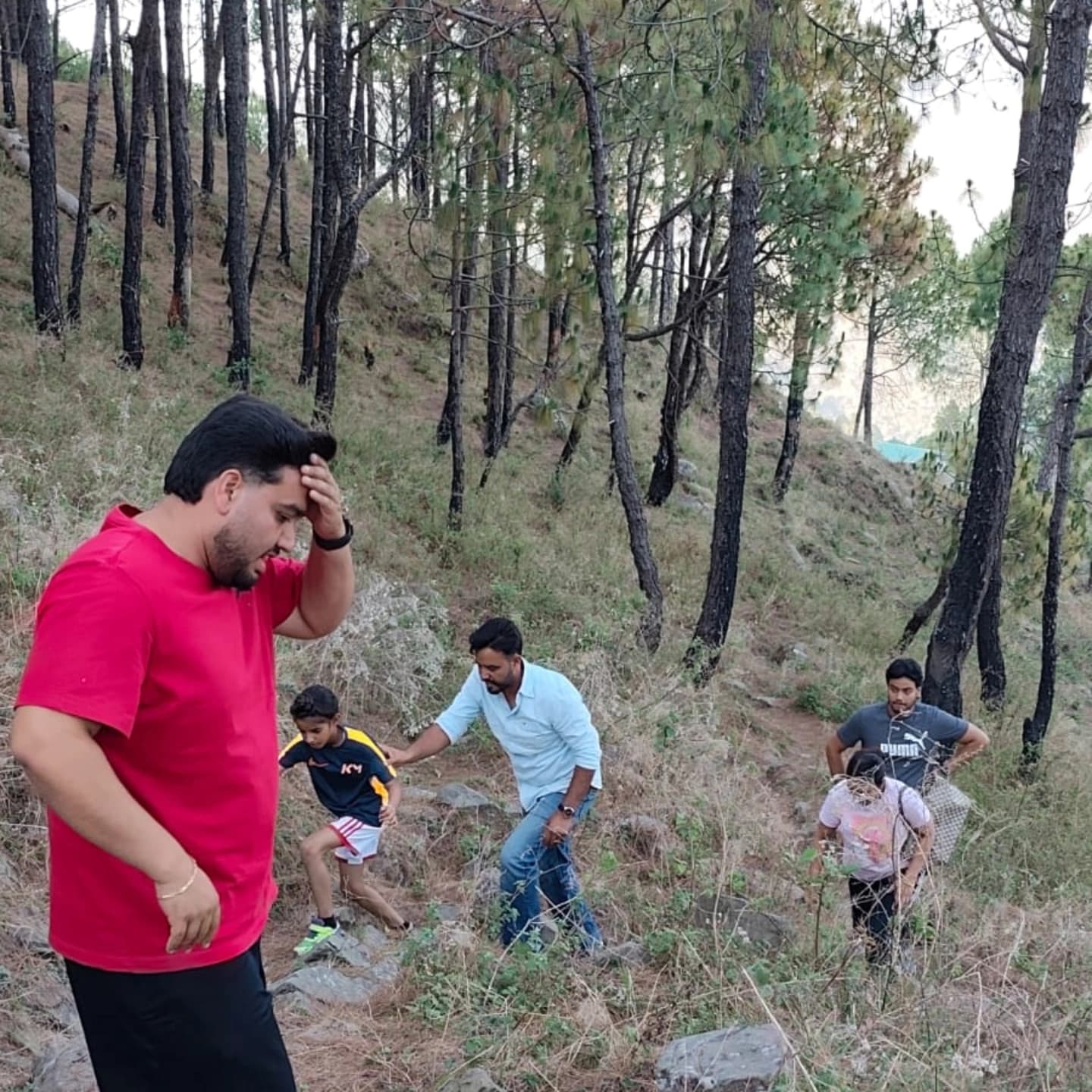 Pine Forest Trek 